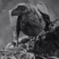 Thumbnail for version as of 00:43, 19 February 2019