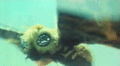 Thumbnail for version as of 05:43, 26 July 2016