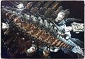 Thumbnail for version as of 04:16, 3 March 2017