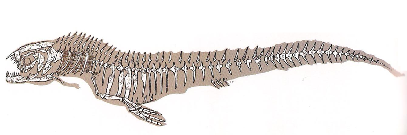 File:Piranhadon skeleton.png
