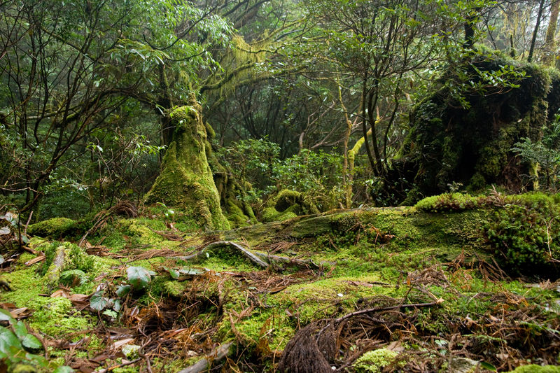 File:Forest in Yakushima Island.jpg