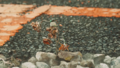 Thumbnail for version as of 18:42, 3 November 2021