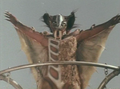 Thumbnail for version as of 19:28, 30 April 2017