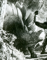 Thumbnail for version as of 08:04, 20 November 2021
