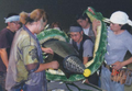 Thumbnail for version as of 19:50, 8 August 2016