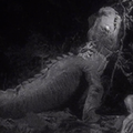 Thumbnail for version as of 00:53, 30 January 2019