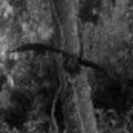 Thumbnail for version as of 01:29, 22 March 2019