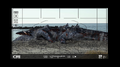 Thumbnail for version as of 23:44, 29 June 2020