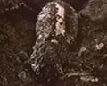 Thumbnail for version as of 05:43, 11 December 2023
