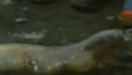 Thumbnail for version as of 18:38, 23 July 2016