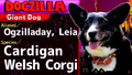Thumbnail for version as of 23:06, 2 April 2021
