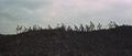 Thumbnail for version as of 15:46, 29 February 2024