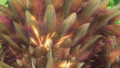 Thumbnail for version as of 05:37, 19 June 2021