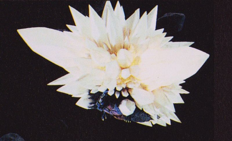 File:GVSG - Flying SpaceGodzilla.jpg