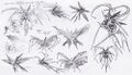 Thumbnail for version as of 00:32, 20 October 2021