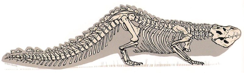 File:Foetodon skeleton.png
