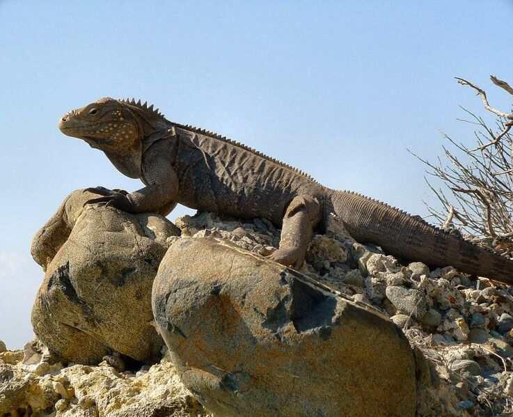 File:Iguana-Cuban 3.jpg