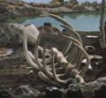 Thumbnail for version as of 22:05, 7 May 2019